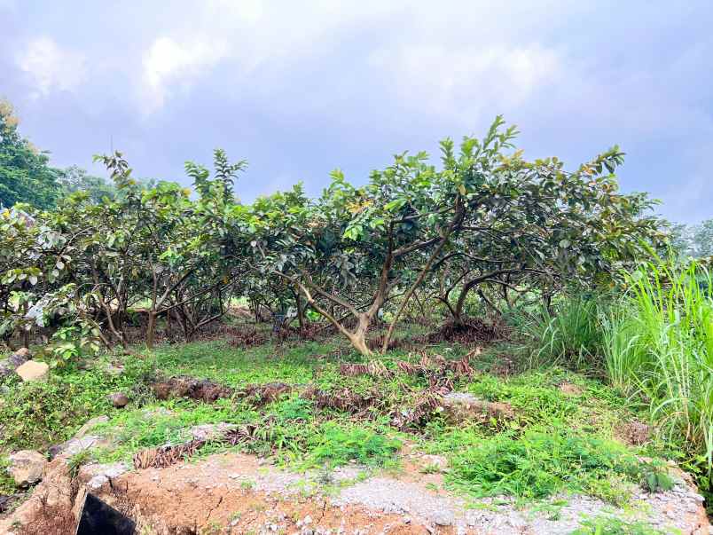 tanah 350 juta strategis kawasan wisata ngargoyoso