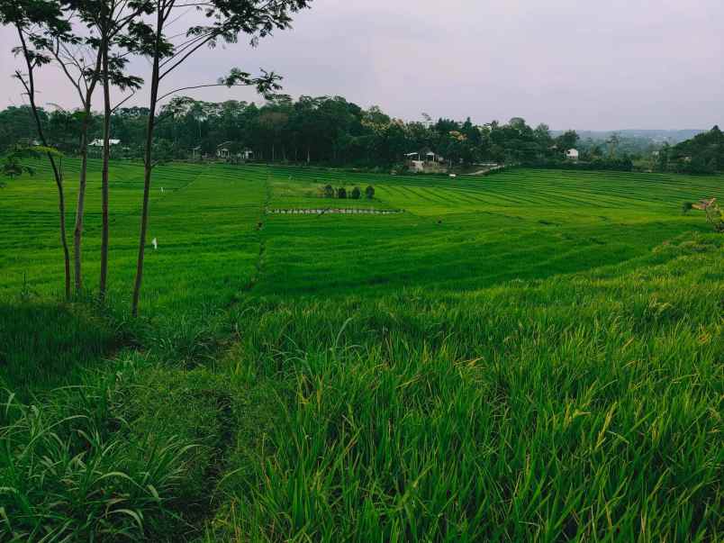 tanah karangpandan karanganyar