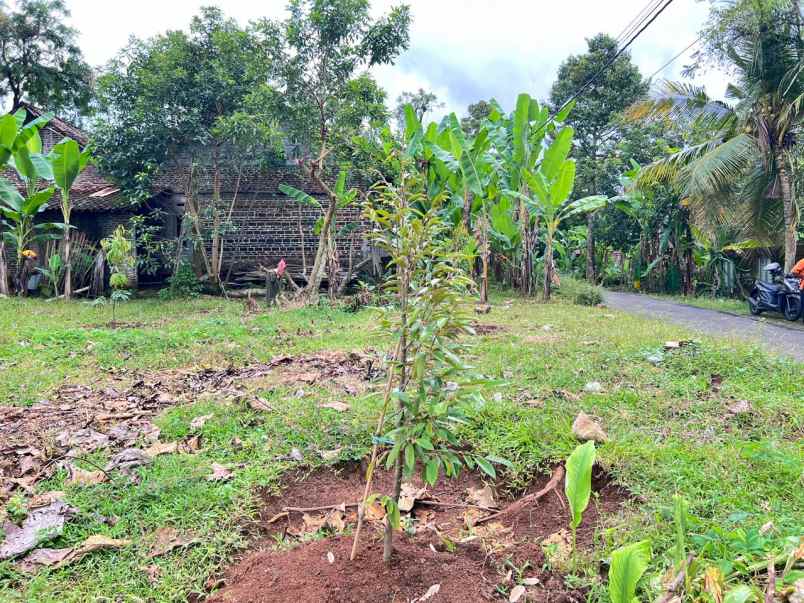 tanah kebun durian premium musangking bawor duri hitam