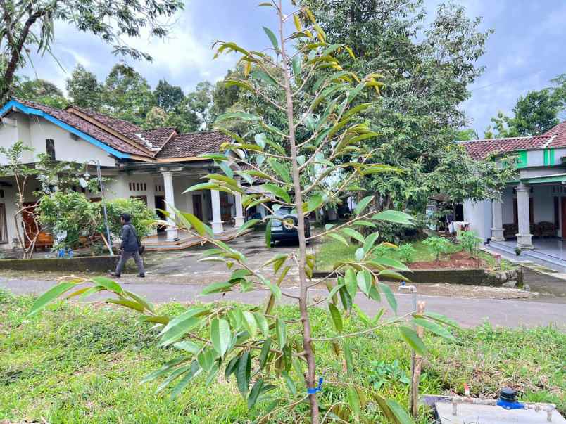 tanah kebun durian premium musangking bawor duri hitam