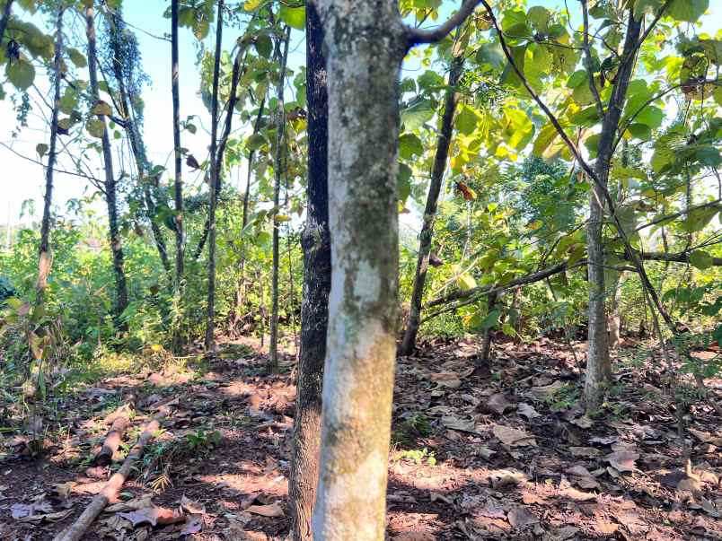 tanah kebun jati siap panen sragen