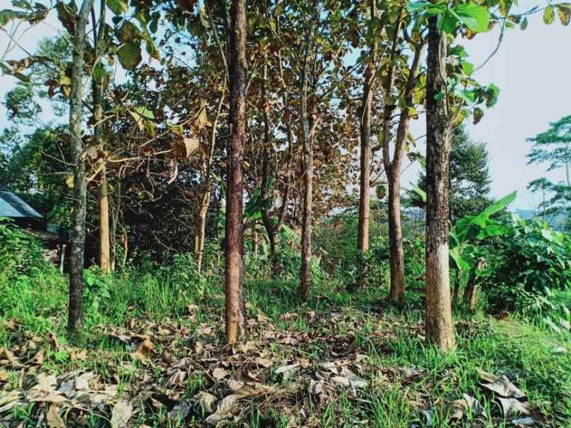 tanah kemuning ngargoyoso