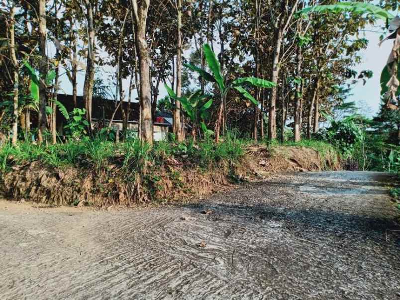 tanah kemuning ngargoyoso