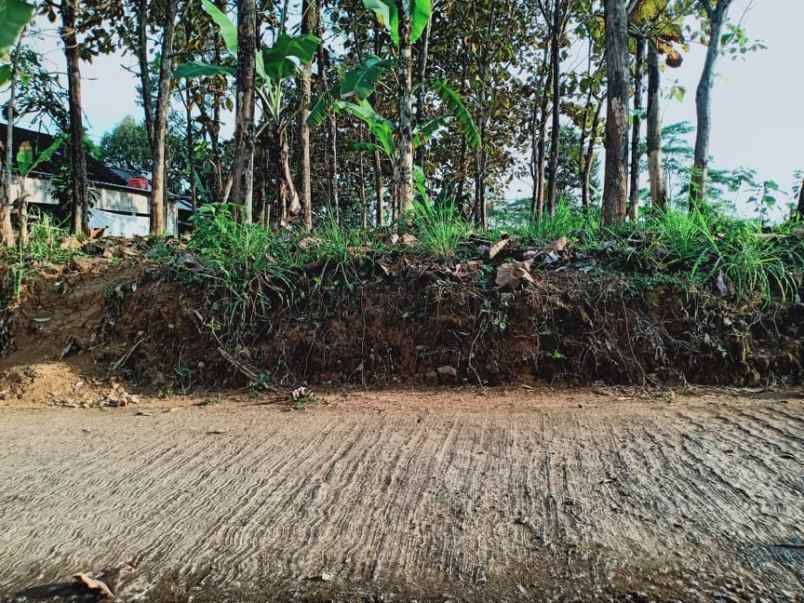 tanah kemuning ngargoyoso