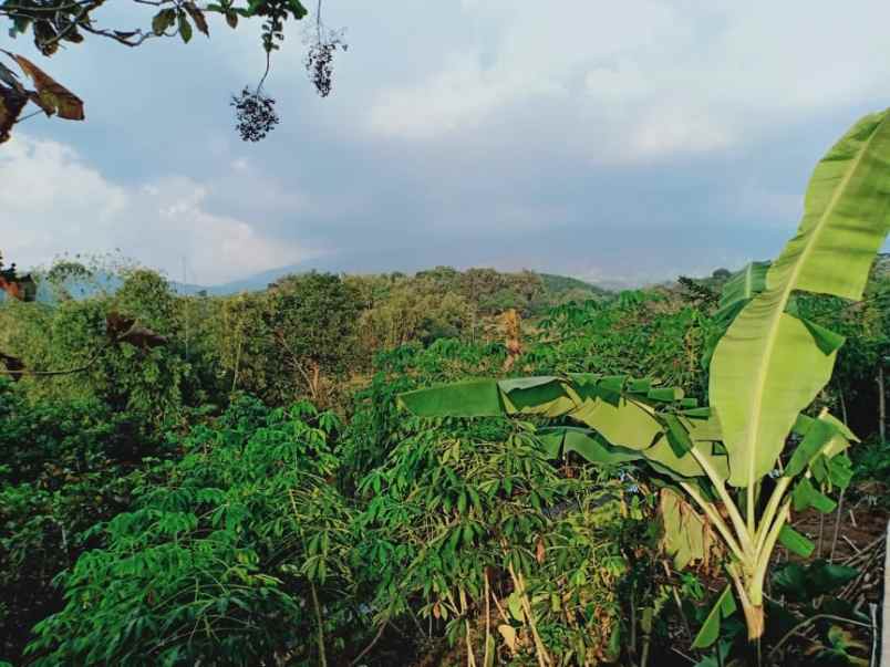 tanah kemuning ngargoyoso