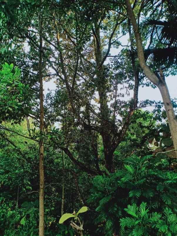 tanah matesih karanganyar
