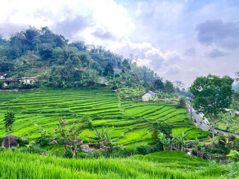 tanah murah 3000m 200rb m ngargoyoso solo