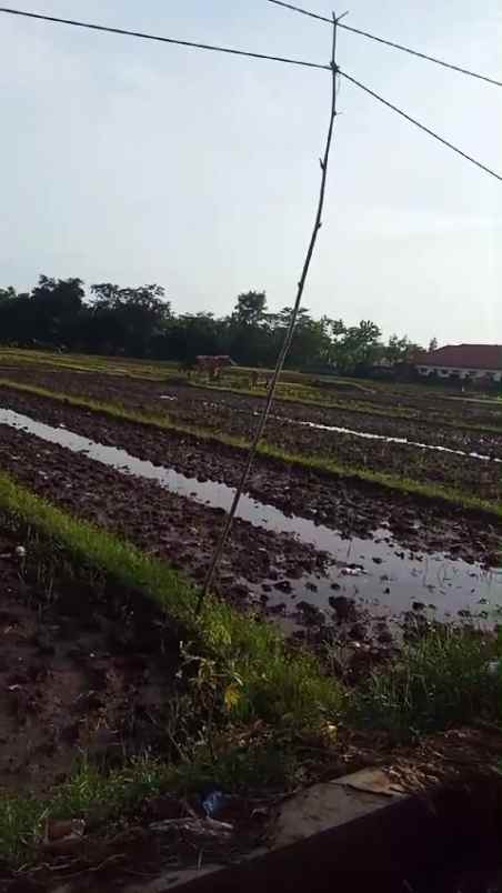 tanah sawah produktiv pinggir jln utama
