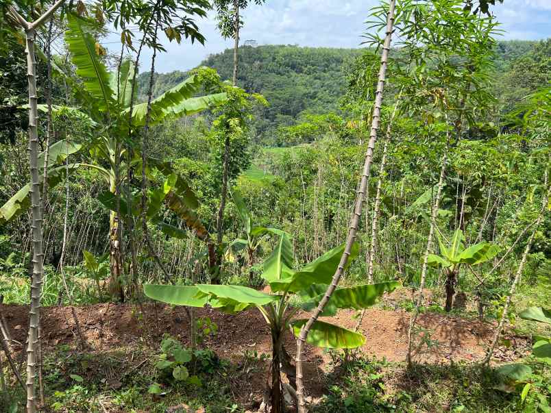 tanah untuk kebun buah 150 juta karanganyar
