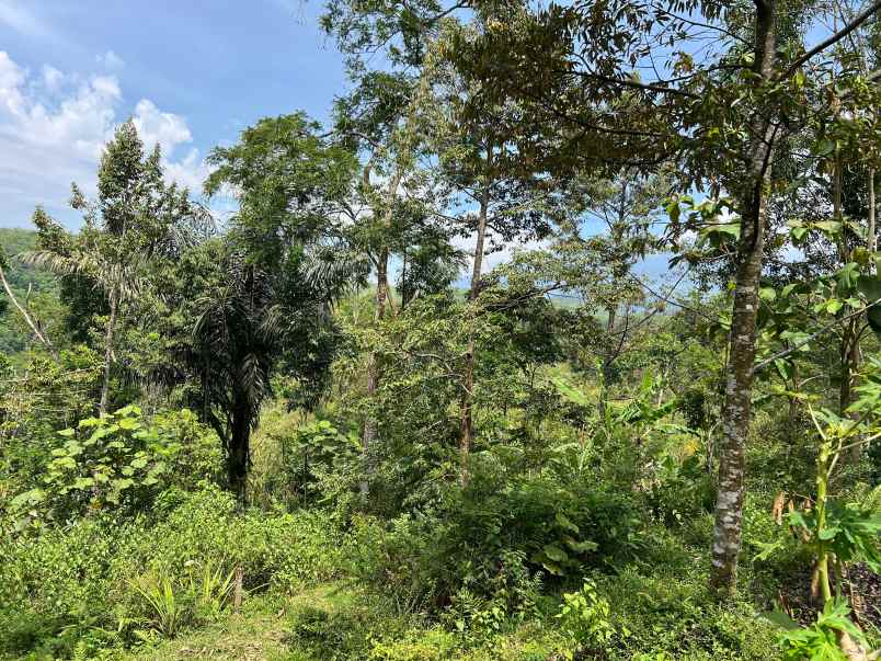 tanah untuk kebun buah 150 juta karanganyar