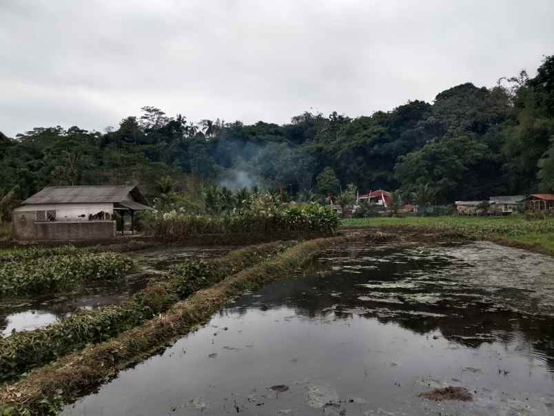 tanah untuk kolam pemancingan subang