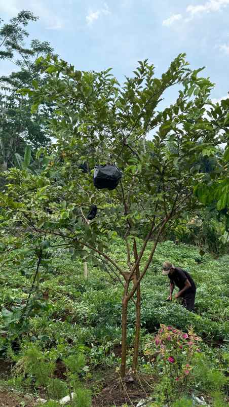 dijual cepat tanah bonus rumah murah di ciampea bogor