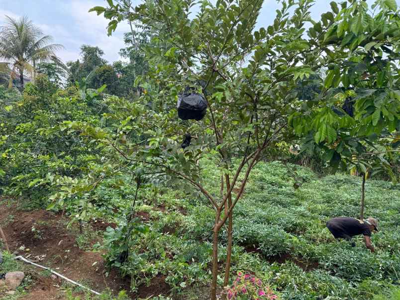 dijual cepat tanah bonus rumah murah di ciampea bogor