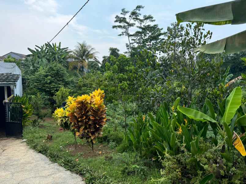 dijual cepat tanah bonus rumah murah di ciampea bogor