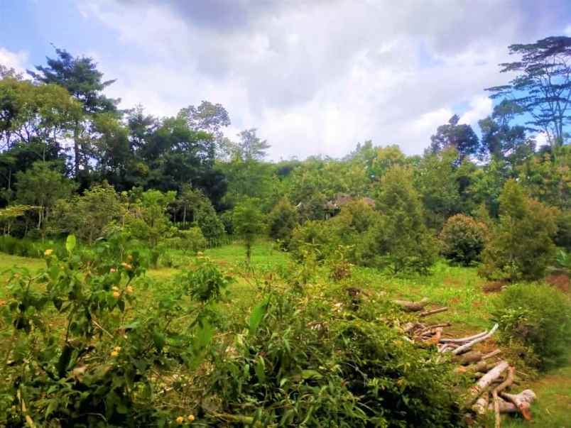 dijual kebun durian 3512m karangpandan karanganyar