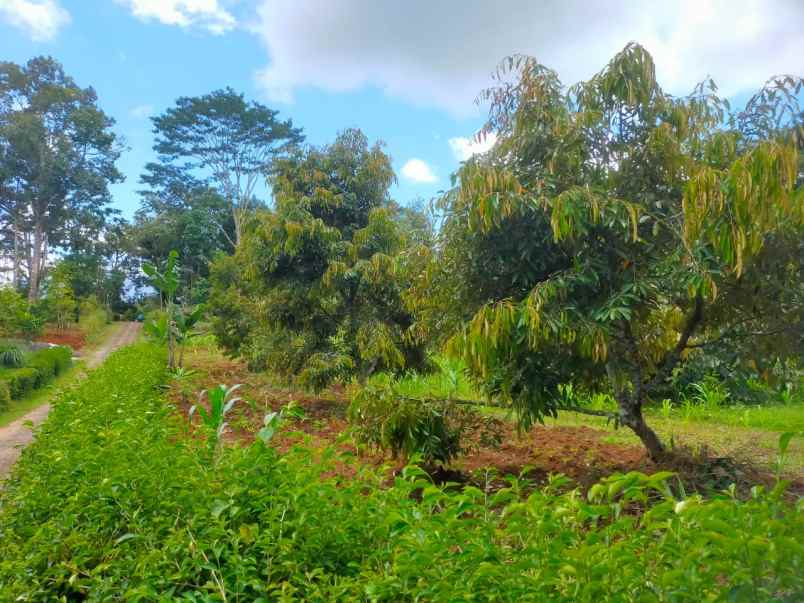 dijual kebun durian 3512m karangpandan karanganyar