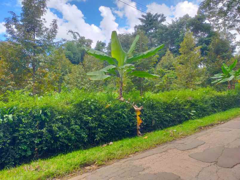 dijual kebun durian 3512m karangpandan karanganyar