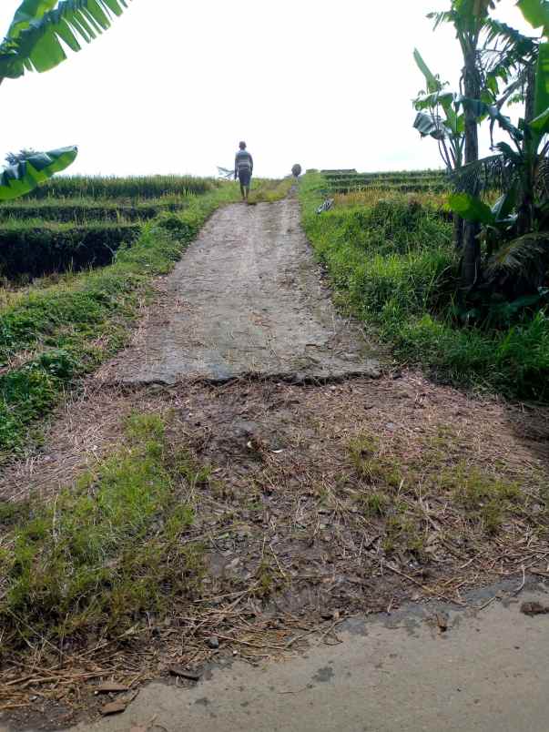 dijual sawah produktif 1322m kerjo karanganyar