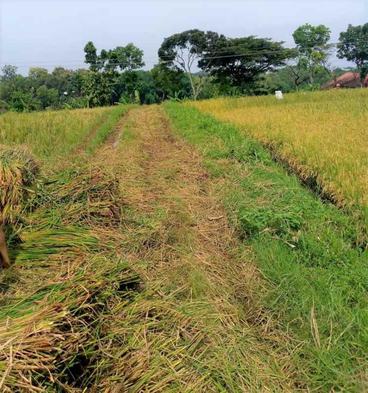 dijual sawah produktif 1322m kerjo karanganyar