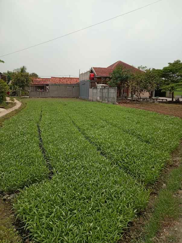dijual t nah darat di kedung pengawas babelan bekasi