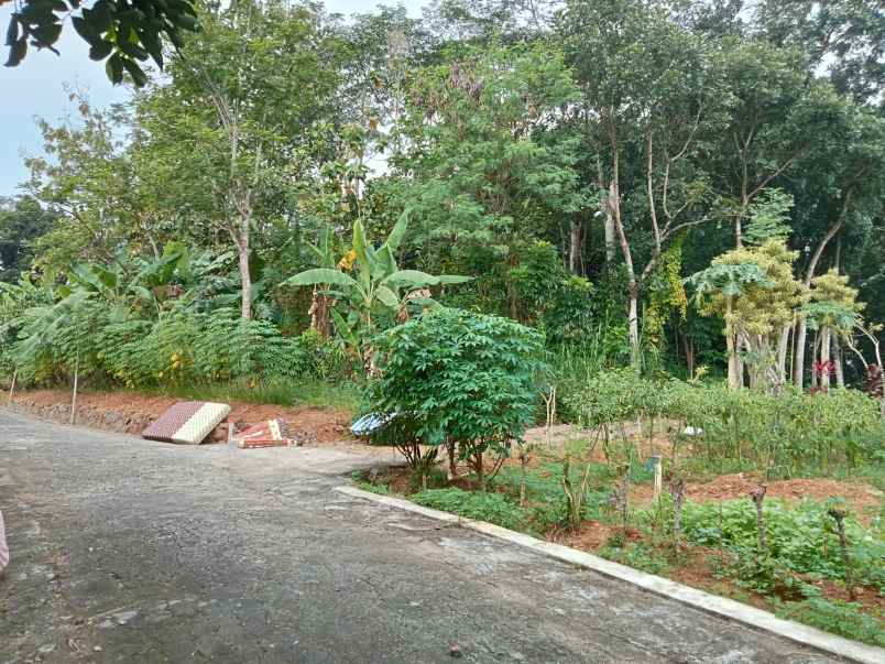 dijual tanah desa wisata mojogedang