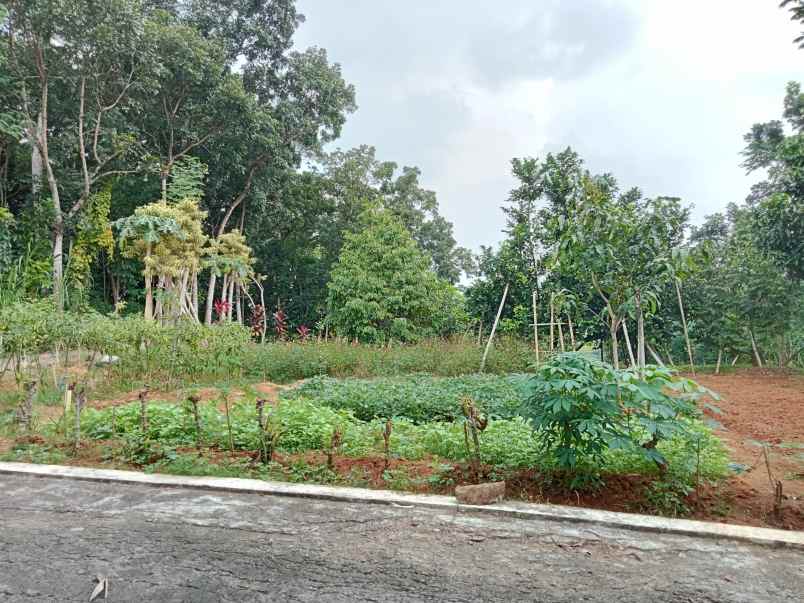 dijual tanah desa wisata mojogedang