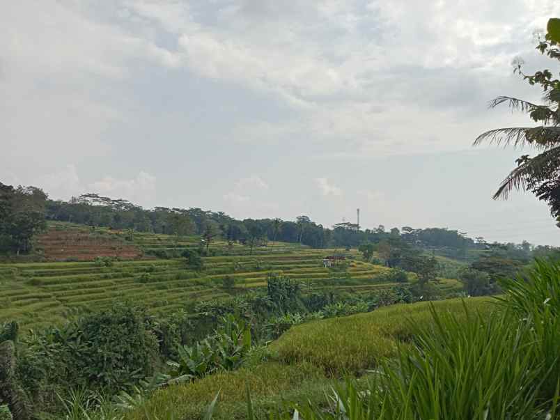 dijual tanah desa wisata mojogedang