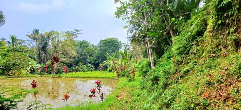 dijual tanah pupuan telallalang gianyar