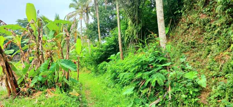 dijual tanah pupuan telallalang gianyar