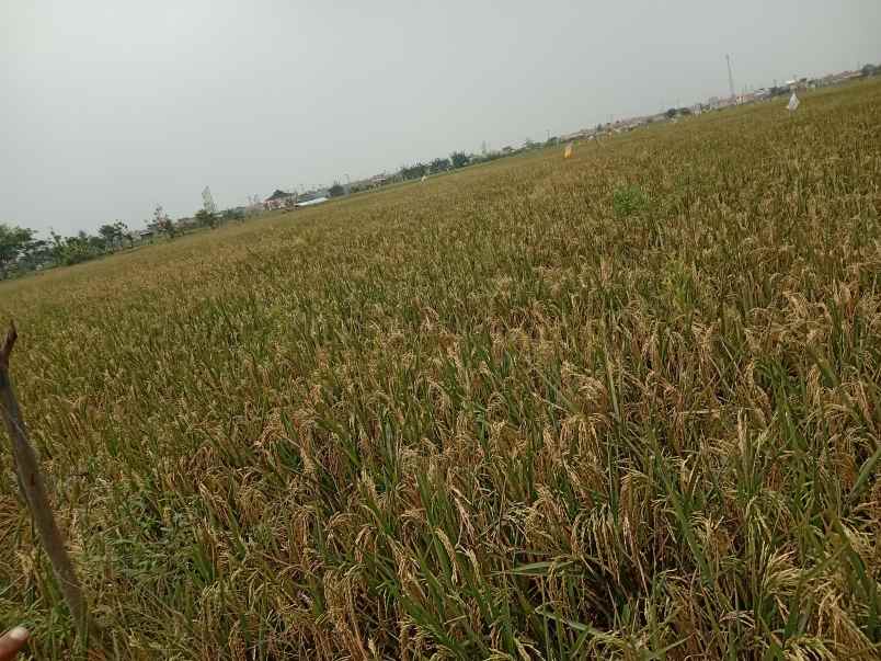 dijual tanah sawah di kedung pengawas babelan bekasi