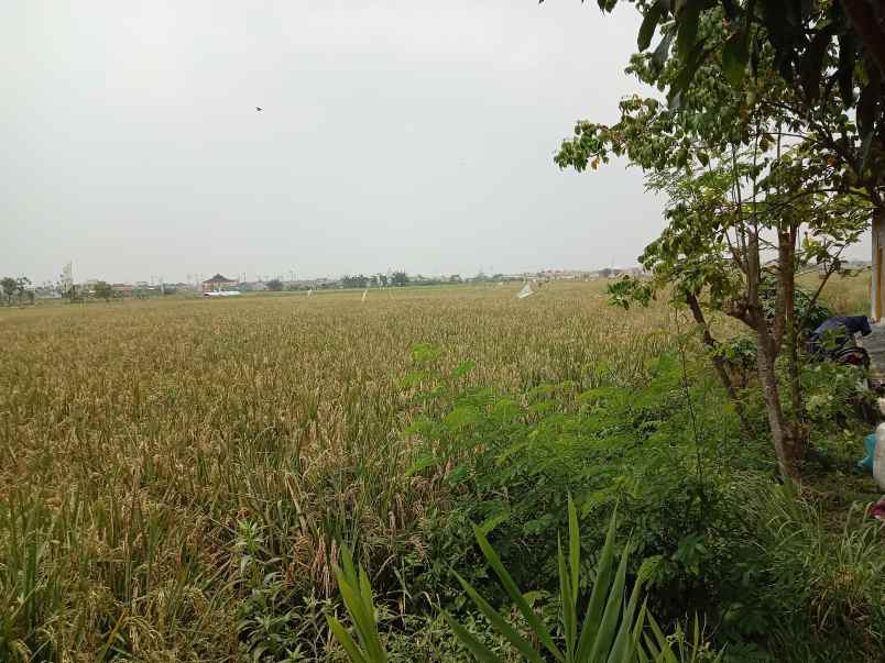 dijual tanah sawah di kedung pengawas babelan bekasi