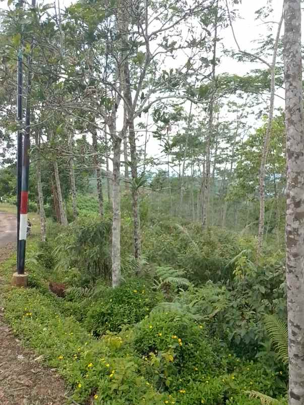 dijual tanah taraju kabupaten tasikmalaya