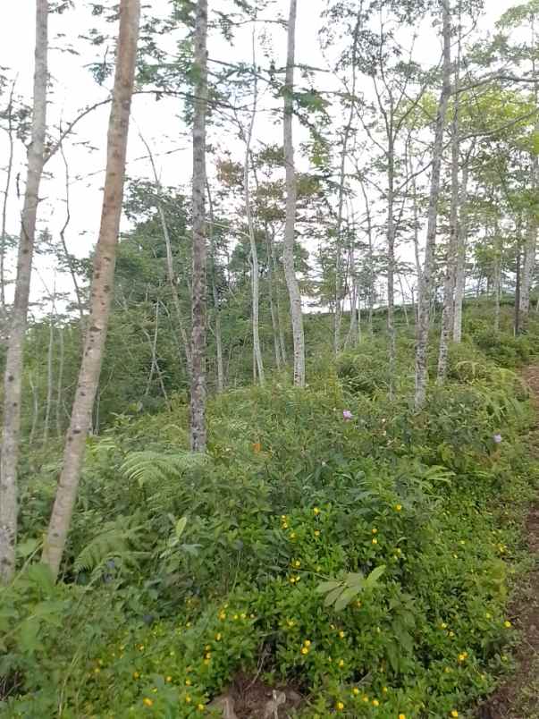 dijual tanah taraju kabupaten tasikmalaya