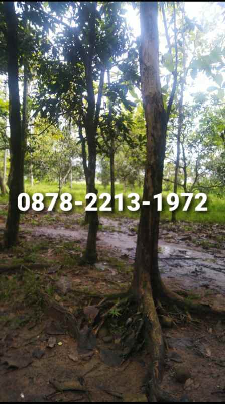 dijual tanah transyogi cileungsi