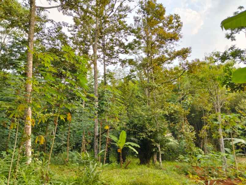 kebun durian 1282m siap panen utara pasar mojogedang