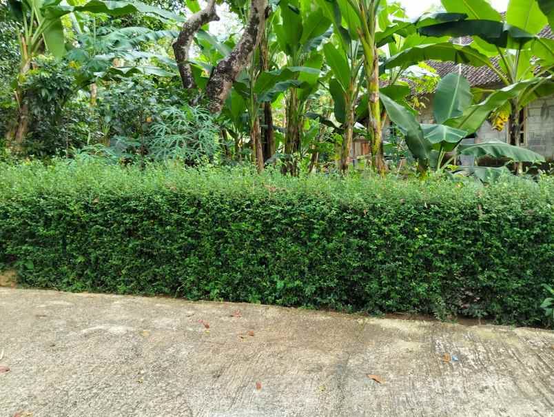 kebun durian 1282m siap panen utara pasar mojogedang