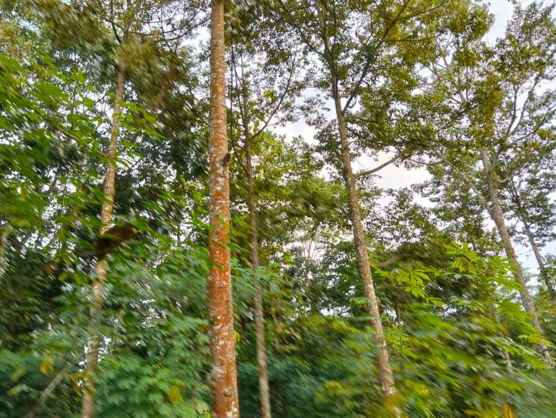 kebun durian 1282m siap panen utara pasar mojogedang