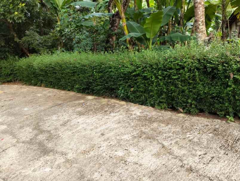 kebun durian 1282m siap panen utara pasar mojogedang