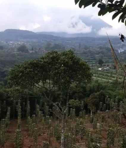 tanah batunya baturiti tabanan bali