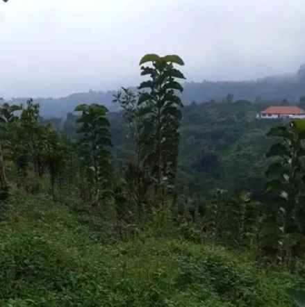 tanah batunya baturiti tabanan bali