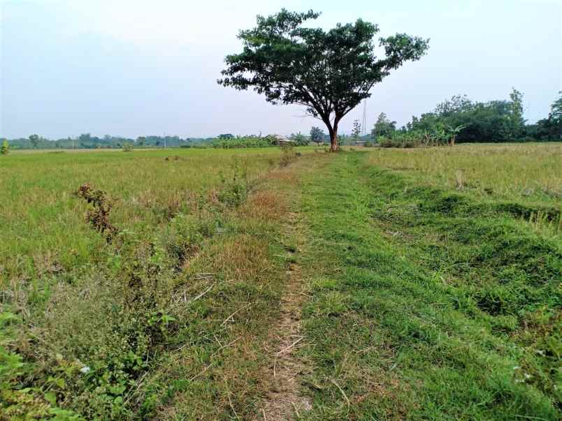 tanah desa kedawung kec kedawung