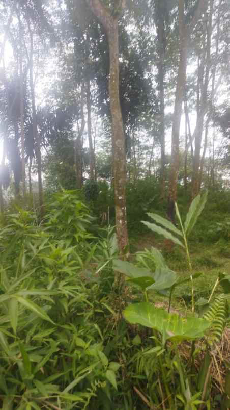 tanah desa peron limbangan kendal