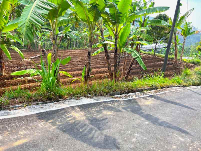 tanah hadap kebun teh jembatan kaca kemuning