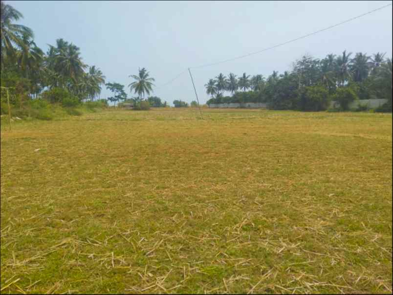 tanah jl labuan raya panimbang