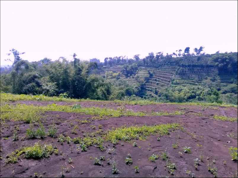 tanah jl locari precet