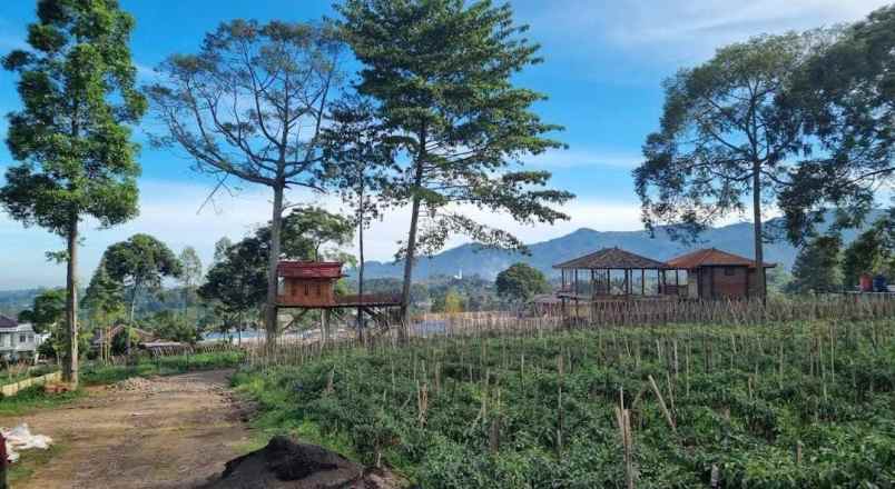 tanah kavling kebun teh puncak best view siap bangun