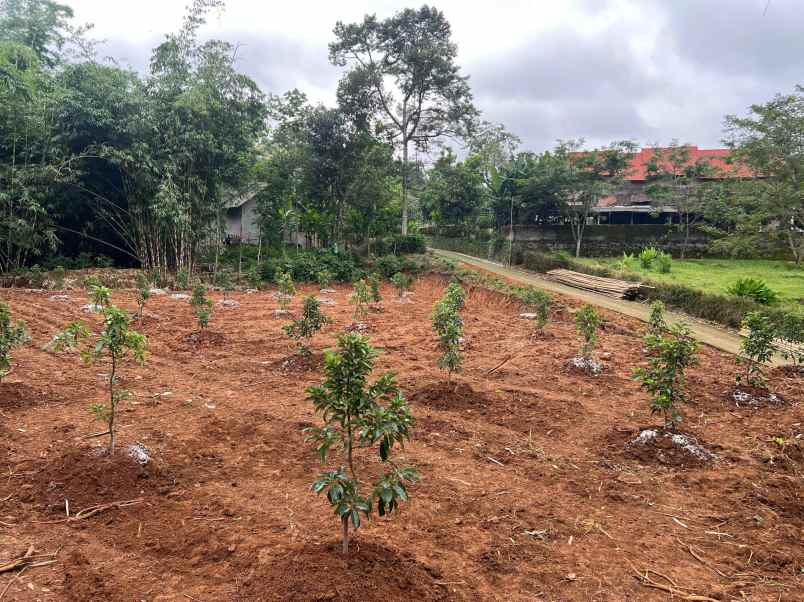 tanah kebun alpukat 250 juta karanganyar