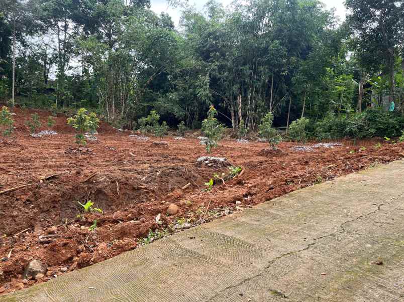 tanah kebun alpukat 250 juta karanganyar