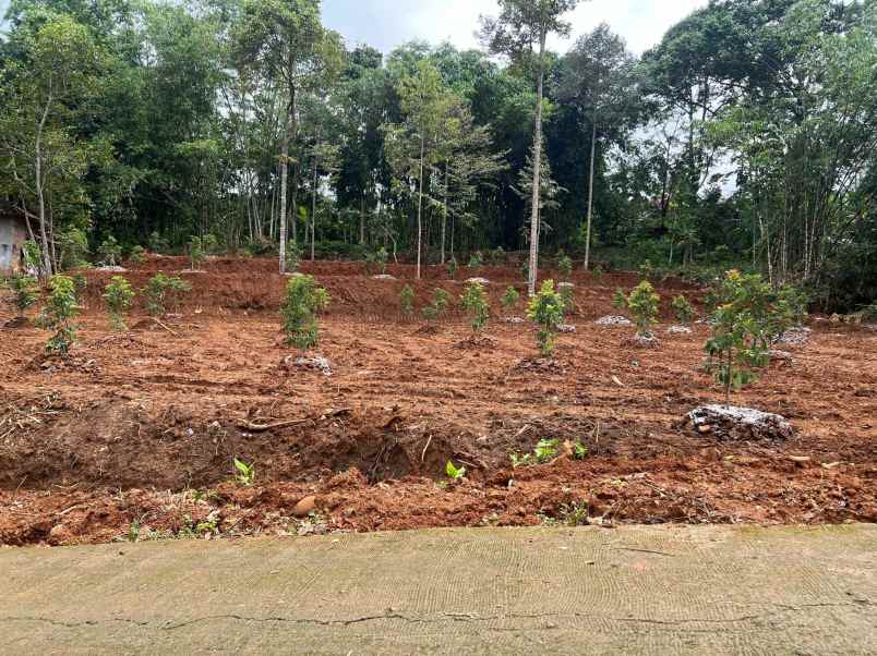 tanah kebun alpukat 250 juta karanganyar