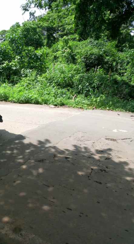 tanah kebun strategis pinggir jln raya